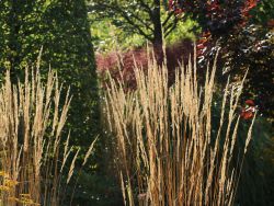 Garten Sandrohr - Calamagrostis x acutiflora 'Karl Foerster'