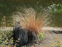 Fuchsrote Neuseeland-Segge, Carex buchananii, Topfballen Fuchsrote Neuseeland-Segge, Carex buchananii, Topfballen