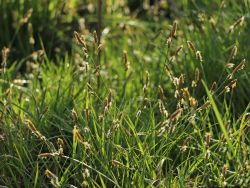 Schopf-Segge / Nelken-Segge, Carex caryophyllea `The Beatles`, Topfballen