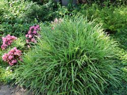 Wei�bunte Japan Segge - Carex morrowii 'Variegata'