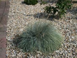 Baumschule Horstmann: Blau-Schwingel Bergsilber, Festuca cinerea Bergsilber, Topfballen