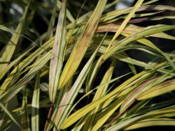 Gold Japan Berggras, Hakonechloa macra `Aureola`, Topfballen