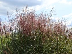 Garten-Chinaschilf 'Ferner Osten' - Miscanthus sinensis 'Ferner Osten'