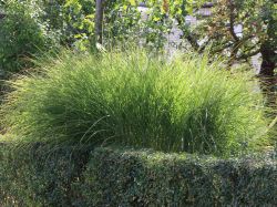 Feinhalm-Chinaschilf, Miscanthus sinensis `Gracillimus`