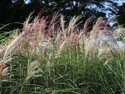 Baumschule Horstmann: Garten-Chinaschilf Kleine Fontäne, Miscanthus sinensis Kleine Fontäne