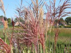 Baumschule Horstmann: Garten-Chinaschilf Malepartus, Miscanthus sinensis Malepartus, Topfballen