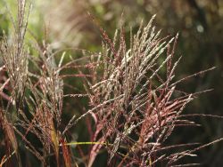 Garten-Chinaschilf `Nippon`, Miscanthus sinensis `Nippon`