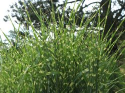 Baumschule Horstmann: Stachelschweingras / Zebraschilf, Miscanthus sinensis Strictus, Topfballen