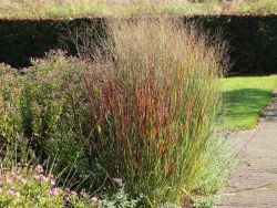 Braunrote Ruten-Hirse `Hänse Herms`, Panicum virgatum `Hänse Herms` Braunrote Ruten-Hirse `Hänse Herms`, Panicum virgatum `Hänse Herms`