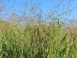 Bläuliche Ruten-Hirse `Heavy Metal`, Panicum virgatum `Heavy Metal` Bläuliche Ruten-Hirse `Heavy Metal`, Panicum virgatum `Heavy Metal`
