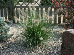 Garten-Lampenputzergras `Hameln`, Pennisetum alopecuroides `Hameln`