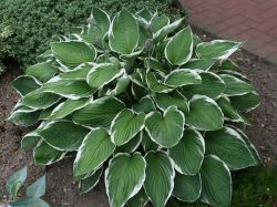 Wei�randige Graublatt Funkie - Hosta x fortunei 'Francee'