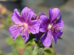 Gro�er Garten Storchschnabel - Geranium x magnificum
