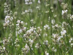 Wei�er Lavendel - Lavandula angustifolia 'Alba'