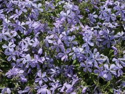 Phlox Clouds of Perfume Foto Horstmann