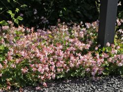 Geranium cantabrigiense Biokovo Foto Horstmann