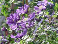 Clematis 'Aromatica', 40-60 cm, Clematis integrifolia 'Aromatica', Containerware