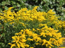 Garten Goldrute - Solidago x hybrida 'Strahlenkrone'