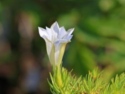 Herbstenzian 'White Mountain' - Gentiana sino-ornata 'White Mountain'