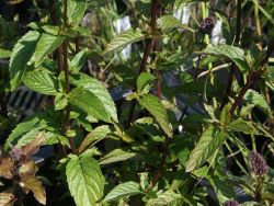 Minze / Dunkle Spearmint, Mentha spicata `Black Spearmint` Minze / Dunkle Spearmint, Mentha spicata `Black Spearmint`