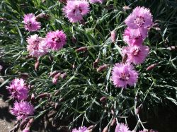 Feder Nelke - Dianthus plumarius 'Roseus'