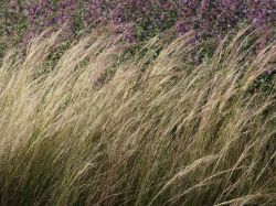 Dünnblättriges Federgras, Stipa tenuissima / Nassella tenuissima, Topfballen
