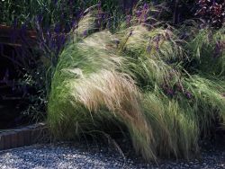Zartes Federgras 'Pony Tails' / Frauenhaargras - Stipa tenacissima 'Pony Tails'
