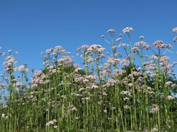 Baldrian - Valeriana officinalis