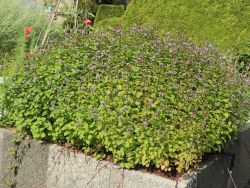 Oregano / Origano / Wilder Majoran / Dost, Origanum vulgare