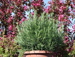 Rosmarin, Rosmarinus officinalis, Topfballen
