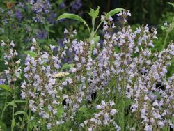 Salbei, Apotheker Salbei, Salvia officinalis, Topfballen
