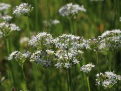 Schnitt-Knoblauch, Allium tuberosum, Topfballen