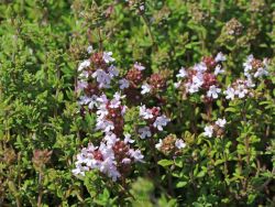 Thymian / Garten-Thymian, Thymus vulgaris, Topfballen
