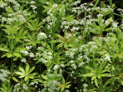 Waldmeister Foto Horstmann