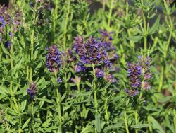Ysop - Hyssopus officinalis