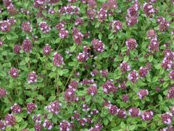 Zitronenthymian, Thymus x citriodorus, Topfballen