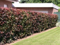 Blutbuche / Fagus sylvatica `Purpurea`, 100-125 cm, Fagus sylvatica `Purpurea`