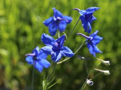 Zwergiger Garten Rittersporn `Butterfly`, Delphinium grandiflorum `Butterfly`