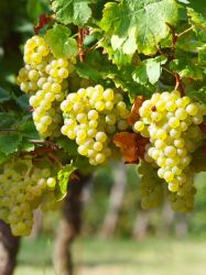 Vitis `Venus` ® kernarm, 60-100 cm, Kernlose Tafel-Traube `Venus` ®
