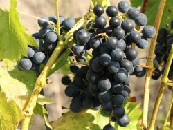 Weintraube 'Venus' � kernarm blau - Vitis 'Venus' Kernarme Tafel-Traube 'Venus' �