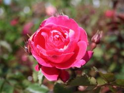 Canadian Explorer Rose `Hope for Humanity`, Rosa `Hope for Humanity` Canadian Explorer Rose `Hope for Humanity`, Rosa `Hope for Humanity`