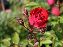 Canadian Explorer Rose `Adelaide Hoodless`, Rosa `Adelaide Hoodless`