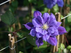 Clematis 'Franziska Maria' TM Evipo 008 (N) - Neuheit! - Clematis 'Franziska Maria' TM Evipo 008 (N)