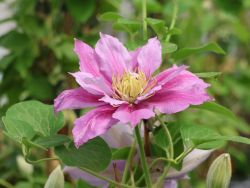 Clematis `Patricia Anne Fretwell` - Neuheit!, 60-100 cm, Containerware