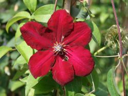 Clematis `Solidarnosc` - Neuheit!, 60-100 cm, Clematis `Solidarnosc`