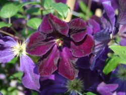 Clematis `Tuczka` - Neuheit!, 60-100 cm, Clematis viticella `Tuczka`