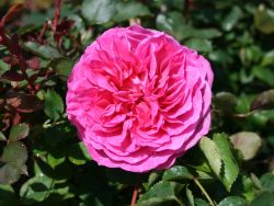 Englische Rose `Fragrant Old Pink` ®, Rosa `Fragrant Old Pink` ®, Containerware