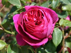 Englische Rose `Fragrant Old Purple` ®, Rosa `Fragrant Old Purple` ® Englische Rose `Fragrant Old Purple` ®, Rosa `Fragrant Old Purple` ®