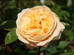 Englische Rose `Fragrant Old Yellow` �, Rosa `Fragrant Old Yellow` �