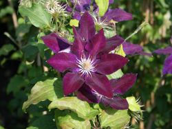 Clematis `Black Tea`, 60-100 cm, Clematis `Black Tea`, Containerware Clematis `Black Tea`, 60-100 cm, Clematis `Black Tea`, Containerware